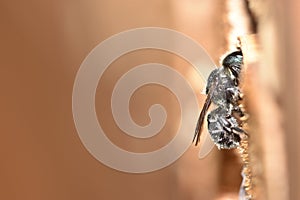 Blue Mason Bee / Stahlblaue Mauerbiene / Osmia caerulescens Ã¢â¢â¬ photo